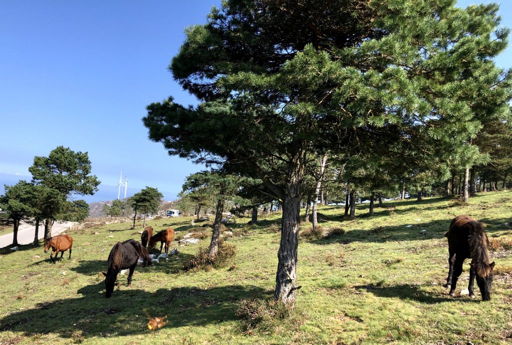 caballos en el Parque eólico Asturias