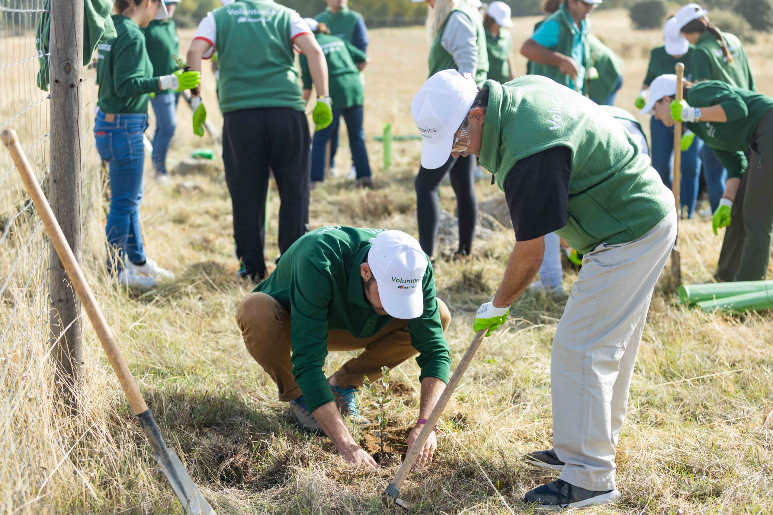 plantando árboles